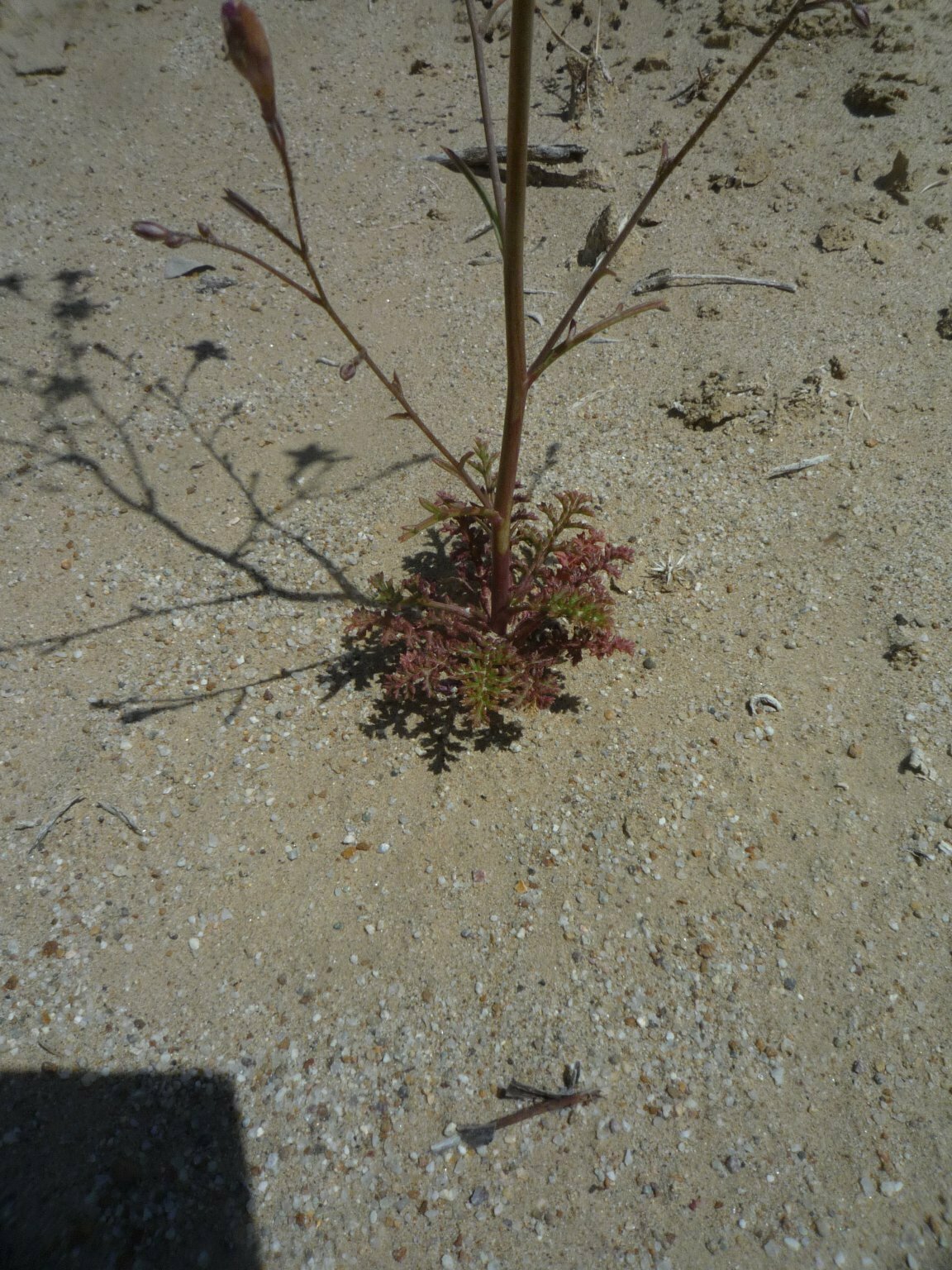 High Resolution Polemoniaceae(Fa) sp105 Leaf